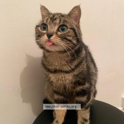 Photo 1/1 Michou Chat lost in La courneuve