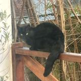 Picture of cat found at La Garenne Colombes