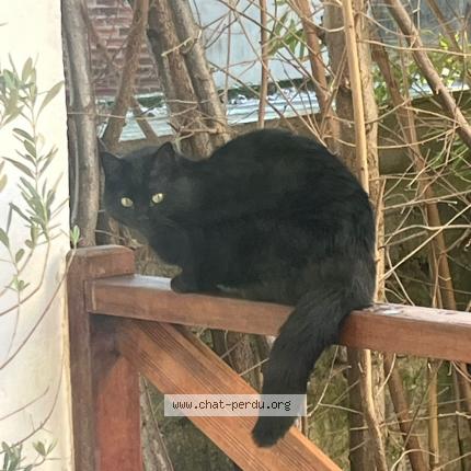 Photo 1/1 Found cat Found in La garenne colombes
