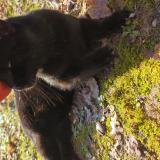 Picture of cat found at Pernes Les Fontaines