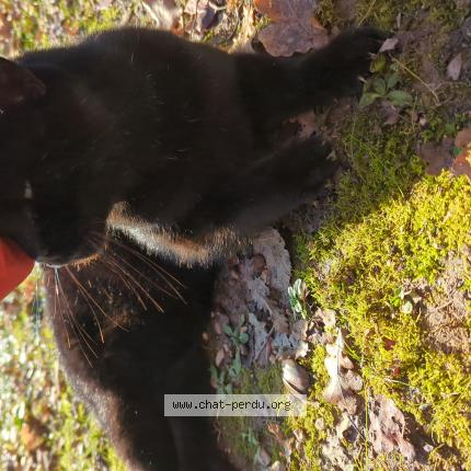 Photo 1/1 Found cat Found in Pernes les fontaines