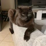 Picture of cat lost at Nuaille