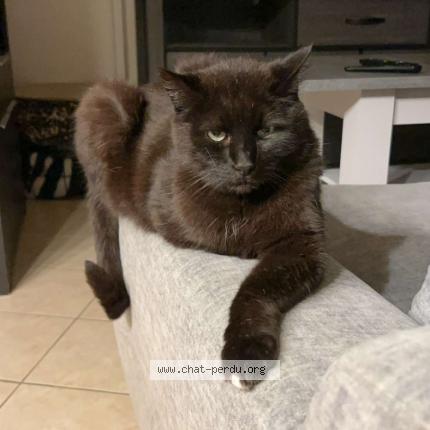 Photo 1/1 MIKADO Chat lost in Nuaille