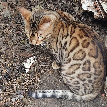 Photo 1/1 Cat reunited Found in Champigny sur marne