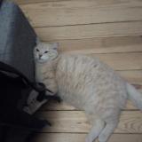 Picture of cat lost at Uxegeney