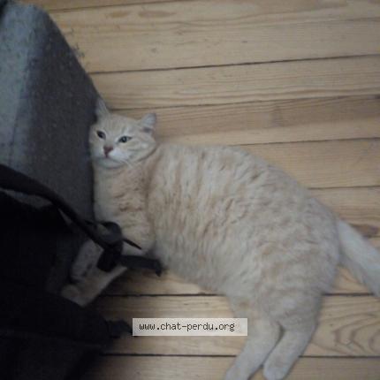 Photo 1/1 Cachou Chat lost in Uxegeney