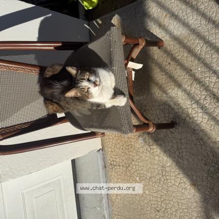 Photo 1/1 Found cat Found in Limoges