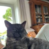 Picture of cat lost at Conde Sur Sarthe