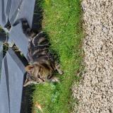 Picture of cat lost at La Villedieu Du Clain