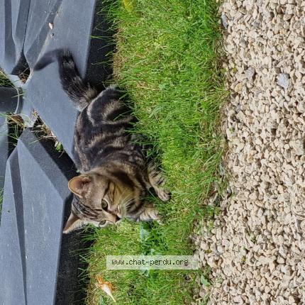 Photo 1/1 Bibou Chat lost in La villedieu du clain