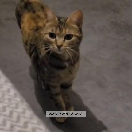 Photo 1/1 Nala Chat lost in Saint ambroix