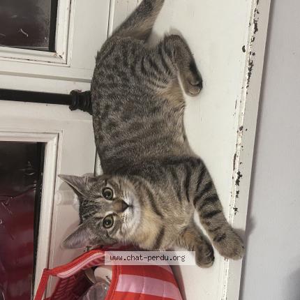 Photo 1/1 Armonie Chat lost in Villeneuve saint george