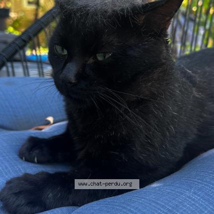 Photo 1/1 Panthère Chat lost in Laval