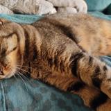 Picture of cat found at Chambray Les Tours