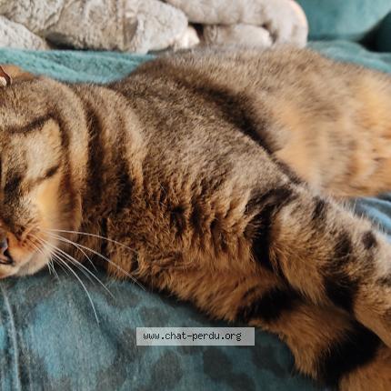 Photo 1/1 Found cat Found in Chambray les tours