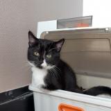 Picture of cat lost at Roubaix