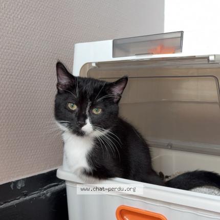 Photo 1/1 Minou Chat lost in Roubaix