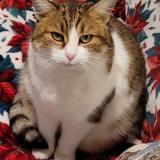 Picture of cat lost at Haudiomont