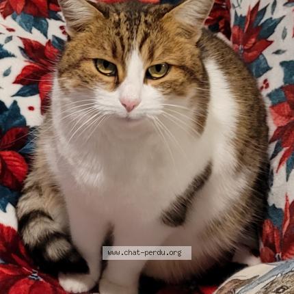 Photo 1/1 Chanel Chat lost in Haudiomont