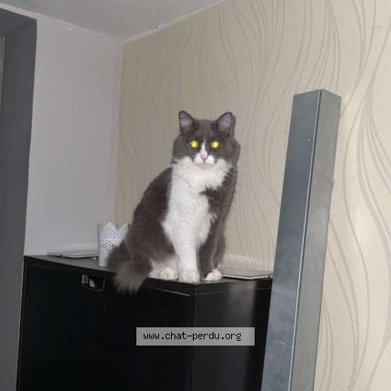 Photo 1/1 Schupette Chat lost in Canejan