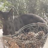 Picture of cat found at Bidart