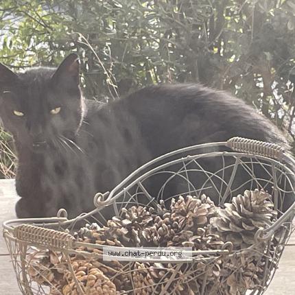 Photo 1/1 Found cat Found in Bidart