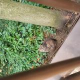 Picture of cat found at Vanves