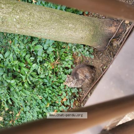 Photo 1/1 Found cat Found in Vanves