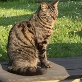 Picture of cat lost at Elancourt
