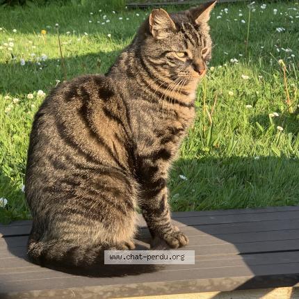 Photo 1/1 Nix Chat lost in Elancourt