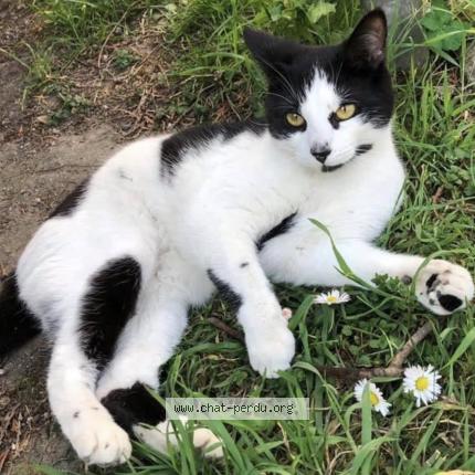 Photo 1/1 Geraldine Chat lost in Houilles