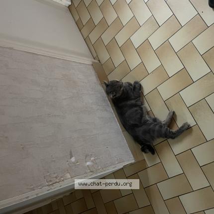 Photo 1/1 Jubal Chat lost in Challain la potherie