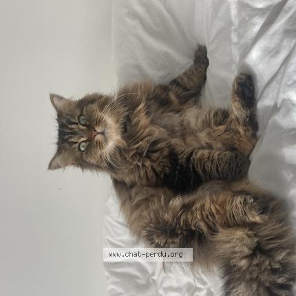 Photo 1/1 Tigrou Chat lost in Saint sebastien sur loire