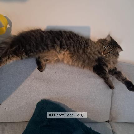 Photo 1/1 Mercury Chat lost in Saint astier