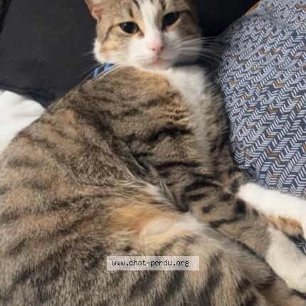 Photo 1/1 Minou Chat lost in Varennes sur seine