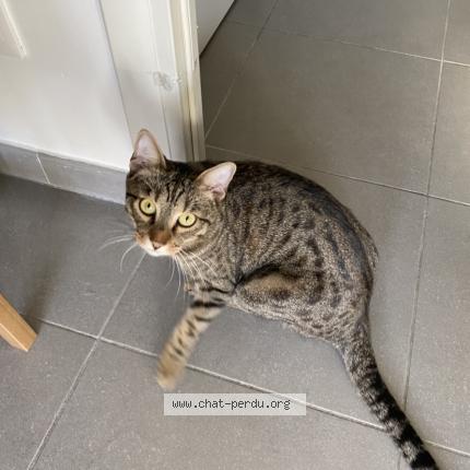 Photo 1/1 Tigrou Chat lost in Salon de provence