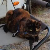 Picture of cat lost at La Barre De Monts