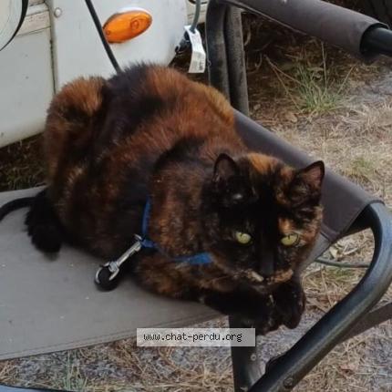 Photo 1/1 MINETTE Chat lost in La barre de monts