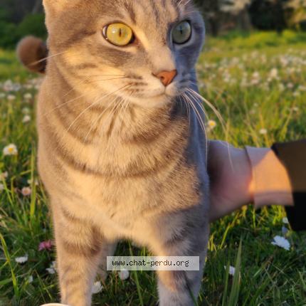 Photo 1/1 Stark Chat lost in Saint jean de monts