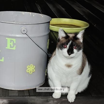 Photo 1/1 Bianca Chat lost in Floreffe