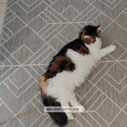 Photo 1/1 Mew Chat lost in Lire