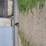 Picture of cat lost at Soucelles