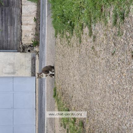 Photo 1/1 Griffe Chat lost in Soucelles