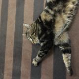 Picture of cat found at Vaureal