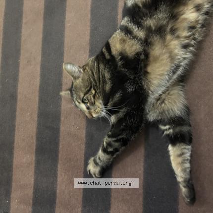 Photo 1/1 Found cat Found in Vaureal