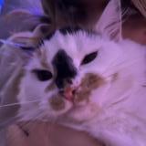 Picture of cat lost at Belnan