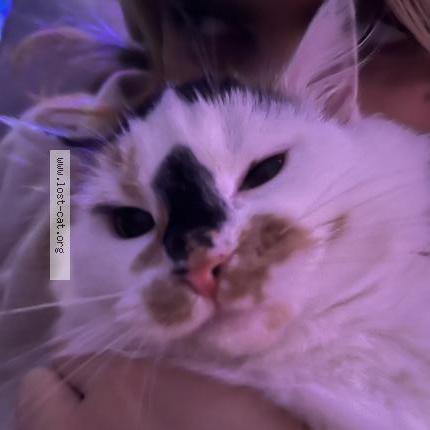 Photo 1/1 Pumpkin Chat lost in Belnan