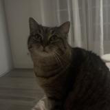 Picture of cat lost at Arcachon