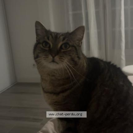 Photo 1/1 Cat reunited Lost in Arcachon