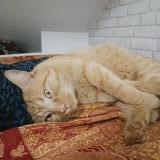 Picture of cat found at Torcy